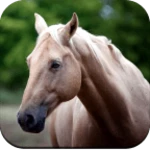 Logo of Horse Wallpaper 4K android Application 