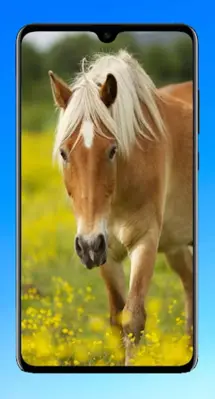 Horse Wallpaper 4K android App screenshot 4